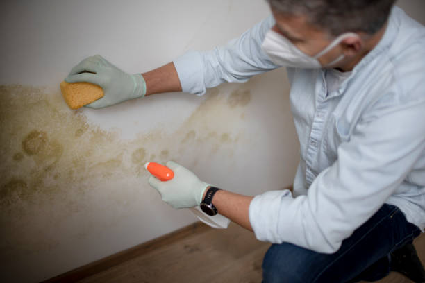 Best Commercial Mold Remediation in Woodmoor, CO